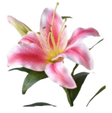 WHOLESALE AND BULK ORDERS